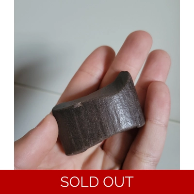 Rare Partial Giant Sloth Mammal Tooth Eremotherium Florida's Largest Species